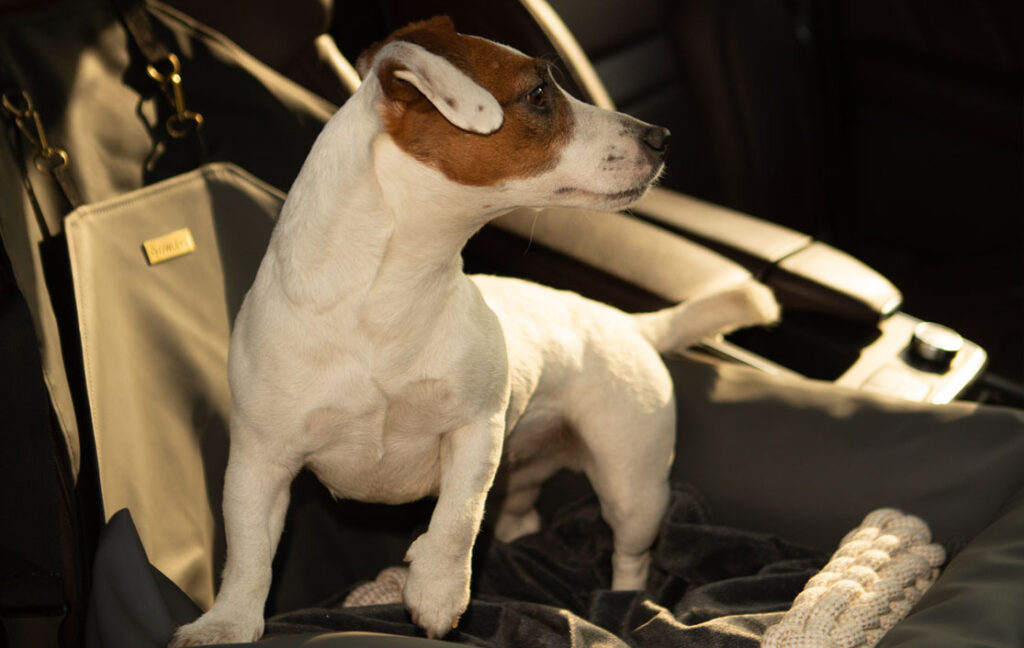 puppy car seat